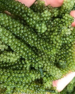 Uvas de Mar Frescas de Vietnam – Estándar de Exportación con Suministro Estable - Product Image 2