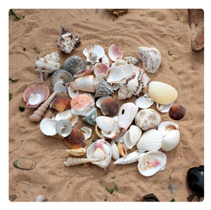 เปลือกหอยหลากสีพิเศษสำหรับงานศิลปะเรซิ่น/โครงการงานฝีมือที่เป็นมิตรต่อสิ่งแวดล้อม - Product Image 5