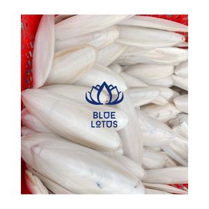 กระดูกปลาหมึกขายดีอันดับต้นๆ ปี 2026 สำหรับนกแก้ว บล็อกแร่ธาตุสำหรับดูแลจะงอยปากและเคี้ยวเล่น - Product Image 1