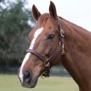 2026 Indian Leather Horse Polo <b>Halter</b> with Braided Design Durable Emboss Logo Customizable Size & Color Wholesale Cheap Price - Product Image 3