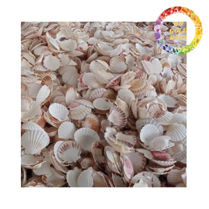 เปลือกหอยเชลล์สีธรรมชาติ ปลอดสาร BPA เป็นมิตรกับสิ่งแวดล้อม สำหรับตกแต่งบ้าน ชุดงานฝีมือ และงานออกแบบสไตล์ชายฝั่ง ขายส่ง - Product Image 5