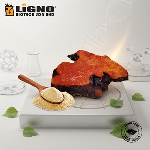 ผงเห็ดแอนโตรเดีย แคมฟอร์าต้า พรีเมียม LiGNO AC07 วัตถุดิบอาหารเสริมเพื่อสุขภาพ - Product Image 1