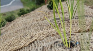 ตาข่ายปอกระเจาควบคุมการกัดเซาะของดินประหยัด100% เป็นมิตรกับสิ่งแวดล้อมธรรมชาติย่อยสลายได้จากบังคลาเทศ - Product Image 4