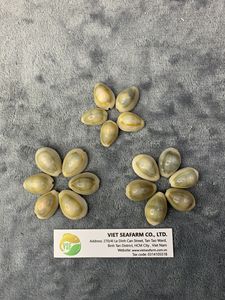 WHOLESALE GOLDEN COWIRE <b>SHELLS</b> WITH HIGH QUALITY and BEST SELLER COMPETITIVE PRICE FROM VIETNAM 2026 - Product Image 2