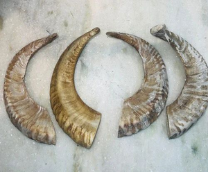 Shofar en corne de bélier biologique casher et écologique, FAIZA CRAFT, 10"-15", sculpté, poli, finition naturelle légère, sans parfum - Product Image 4
