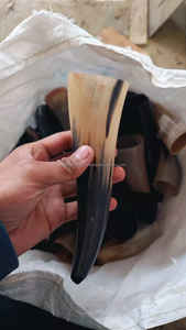 Corne à boire viking en corne de bœuf polie artisanale, 6 pouces, artisanat naturel, style animal, vaisselle, qualité supérieure européenne, mariage - Product Image 2