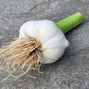 Ail blanc normal de nouvelle récolte en gros – Fournisseur d'ail frais de bonne qualité – Meilleur prix en stock – Prix abordable - Product Image 1