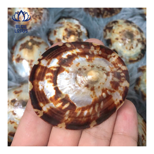 MÁS VENDIDO |   Conchas de Limpet Trituradas Ecológicas Aptas para Lavavajillas para Manualidades, Decoración Costera, Arte en Resina, Venta al por Mayor - Product Image 1