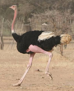 North <b>African</b> Ostrich Breeding Birds for Wholesale Buyers and Farm Owners - Product Image 5