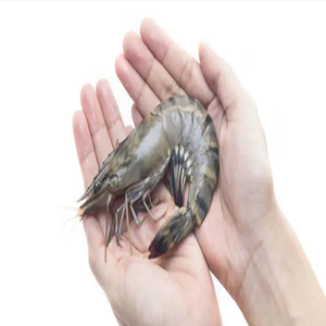 กุ้งลายเสือแช่แข็งคุณภาพเยี่ยม อาหารทะเลคัดสรรพิเศษ รสชาติธรรมชาติ เนื้อแน่น เนื้อสัมผัสยอดเยี่ยม เหมาะสำหรับครัวมืออาชีพ - Product Image 1