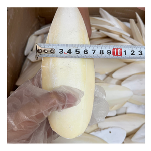 [HOT SELLING] | Dried Cuttlefish Bone Cuttlebone Calcium Treat For Birds Reptile Tortoise From Blue Lotus Vietnam - Product Image 1