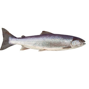 Pescado de Salmón Fresco Congelado al por Mayor de Alta Calidad, Entero, Eviscerado o Descapilarado - Product Image 5