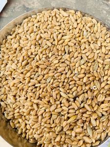 Blé à grains longs biologique pur, qualité naturelle entière supérieure pour la transformation alimentaire, le mouture, la cuisson et la fourniture fiable en gros - Product Image 3