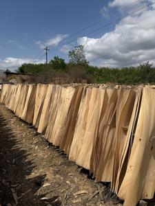 Chapa de Madera de Caucho Cortada Rotacionalmente, Duradera y Ecológica, 5-10% de Humedad, 1270x640mm, para Fabricación de Muebles y Tableros de Contrachapado - Product Image 3