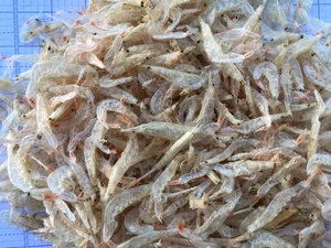 กุ้งแห้งพรีเมียมสำหรับเด็ก - อาหารทะเลโปรตีนสูงสำหรับส่งออก - Product Image 5