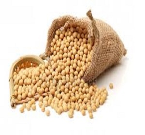 ถั่วเหลืองพันธุ์ใหม่ราคาดี - Product Image 4