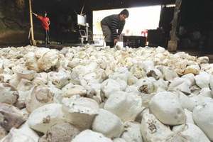 Premium Cup Lump Caucho natural Origen de Vietnam Proveedor confiable en todo el mundo - Product Image 4