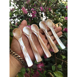Cuchara Ecológica de Concha Marina Hecha a Mano, Vajilla de Concha Natural Desechable y Ligera para Bodas, Fiestas y Eventos - Product Image 2