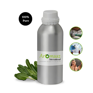 Aceite Esencial de Costmary Aromaaz International - 100% Puro, Destilado al Vapor, Alivio del Dolor y Revitalizador de la Piel, Proveedor al por Mayor a Bajo Precio - Product Image 1