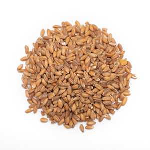 Vente en gros de blé de qualité supérieure, prêt à être expédié, qualité alimentaire, service OEM, approvisionnement en vrac, meilleure qualité pour l'exportation - Product Image 4