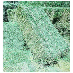 Heno de Alfalfa para Alimentación Animal, Heno/Heno de Alfalfa - Product Image 6