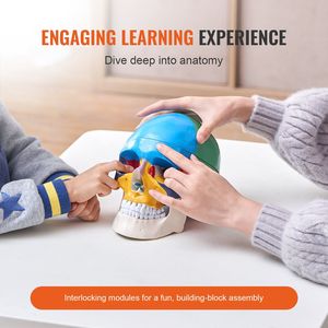 A grandezza naturale in PVC modello di teschio anatomico professionale di ricerca didattica 3 parti di anatomia del cranio umano parti staccabili dipinte per - Product Image 3