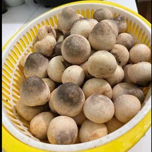 Champignons de paille congelés de haute qualité Champignons biologiques et naturels transformés au Vietnam - Product Image 3