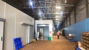 Gừng Hữu Cơ Gừng Khô Số Lượng Lớn Gừng Tươi Bởi Jane Lee - Product Image 2