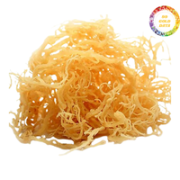 Musgo Marino Dorado de Alta Calidad, Musgo Irlandés Silvestre, Secado al Sol, Precio Económico, Venta al por Mayor