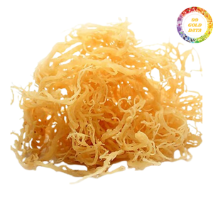 High Quality Gold Sea <b>Moss</b> Irish <b>Moss</b> Wildcrafted Sun <b>Dried</b> Seamoss Cheap Price WHolesale - Product Image 3