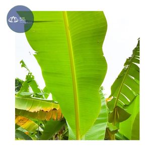 Feuilles de bananier surgelées durables de haute qualité, feuilles vertes fraîches en vrac pour l'emballage alimentaire, approvisionnement en gros pour l'exportation - Product Image 1