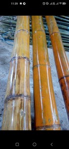 Varas de Bambú Natural de Vietnam de 2m, 3m, 4m, Estacas de Bambú para Soporte de Plantas de Jardín, Venta al Por Mayor - Product Image 3