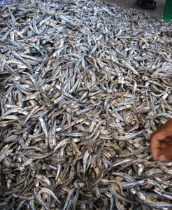 Export Grade Dried Anchovy Natural Origin <b>Raw</b> <b>Material</b> For Food Industry Bulk Supply Professional <b>Packaging</b> Global Support Agent - Product Image 2