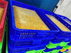 Jus de fruit de la passion congelé à haute teneur en Brix 15, avec ou sans pépins, pour la production de boissons gazeuses, ingrédient pour boissons, emballage en fût de 250 kg - Product Image 2