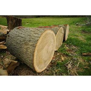 Bûches de bois de chêne naturelles, bois dur rond pour la production de bois d'œuvre en scierie, usine de meubles et revêtements de sol, approvisionnement en vrac - Product Image 1