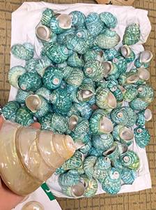 Vietnam Naturel Coquillage Martini Verre Shell Tasse 18 20cm Hauteur 8 10cm Diamètre 150 250ml Volume Mariages Noël Halloween - Product Image 4