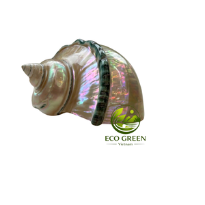 Coquillages naturels polis de grande taille en gros pour les magasins d'artisanat, les collectionneurs de coquillages, les boutiques côtières et la vente en gros de décorations - Product Image 3