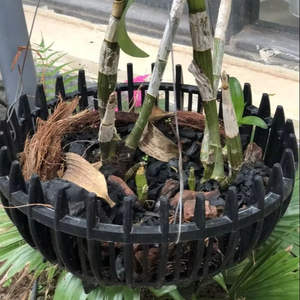 Maceta de Plástico PP Negra Premium de Vietnam para Orquídeas, 250x165, con Logotipo Personalizado, Estilo Rústico, para Hogar, Jardín y Exteriores, Marca Folin - Product Image 1