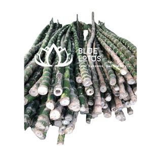 เสาไม้ไผ่คุณภาพสูง เป็นมิตรกับสิ่งแวดล้อม สำหรับใช้ในงานก่อสร้างฟาร์ม - Product Image 1