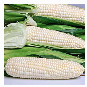 Producto Agrícola al por Mayor, Granos a Granel, Maíz Blanco y Amarillo Seco, Granos de Maíz Secos, Maíz Blanco Seco con Precio Competitivo - Product Image 1