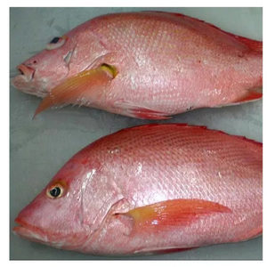 Pescado Congelado de Pargo Rojo del Mar Rojo, Exportaciones al por Mayor - Product Image 3