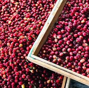 HANCOFFEE Café Robusta de Vietnam, Granos de Café Sin Tostar Más Baratos, Empaquetados a Granel en Bolsa de Yute y Polipropileno de 60 kg - Diferentes Procesos - Grado 3-1 - Product Image 2