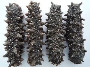 Concombre de mer séché de haute qualité / Produits de la mer déshydratés de qualité supérieure / Lombric de mer séchée entière - Product Image 3