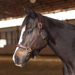 Harnais en cuir rembourré pour cheval avec boucles réglables et ferrures en laiton - Product Image 5