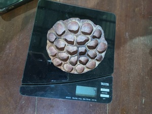 Vainas de Semillas de Loto Secas Ecológicas de Alta Calidad, Origen Vietnam, Naturales para Diseño de Interiores, Arte Floral para Bodas y Decoración del Hogar - Product Image 4