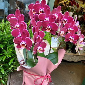 Papel de Regalo Mate Premium para Envolver Ramos de Flores, Decoración de Regalos de Graduación, Bodas y Navidad, Material OPP de Alta Calidad - Product Image 1