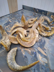 Kosher shofar ทำในอิสราเอลแกะฮอร์นธรรมชาติเป็นมิตรกับสิ่งแวดล้อมสไตล์สัตว์สำหรับเป่าศิลปะ & สะสมงานฝีมือเขา kudu - Product Image 6