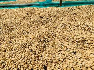 GRAN VENTA DE GRANOS DE CAFÉ VERDE: Granos de Café Verde Vietnamita Robusta y Arábica S14 S16 S18 Grado Limpio 1, Mejor Precio, Bolsa de 60 KG - Product Image 3