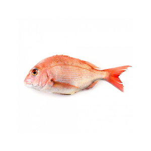 Pescado Rojo Congelado de Alta Calidad al por Mayor, Mariscos Frescos en Grandes Cantidades - Product Image 1