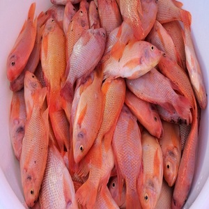 Tilapia Roja Entera Congelada de Primera Calidad Disponible en Grandes Cantidades con Cadena de Suministro Confiable y Precio Competitivo - Product Image 2